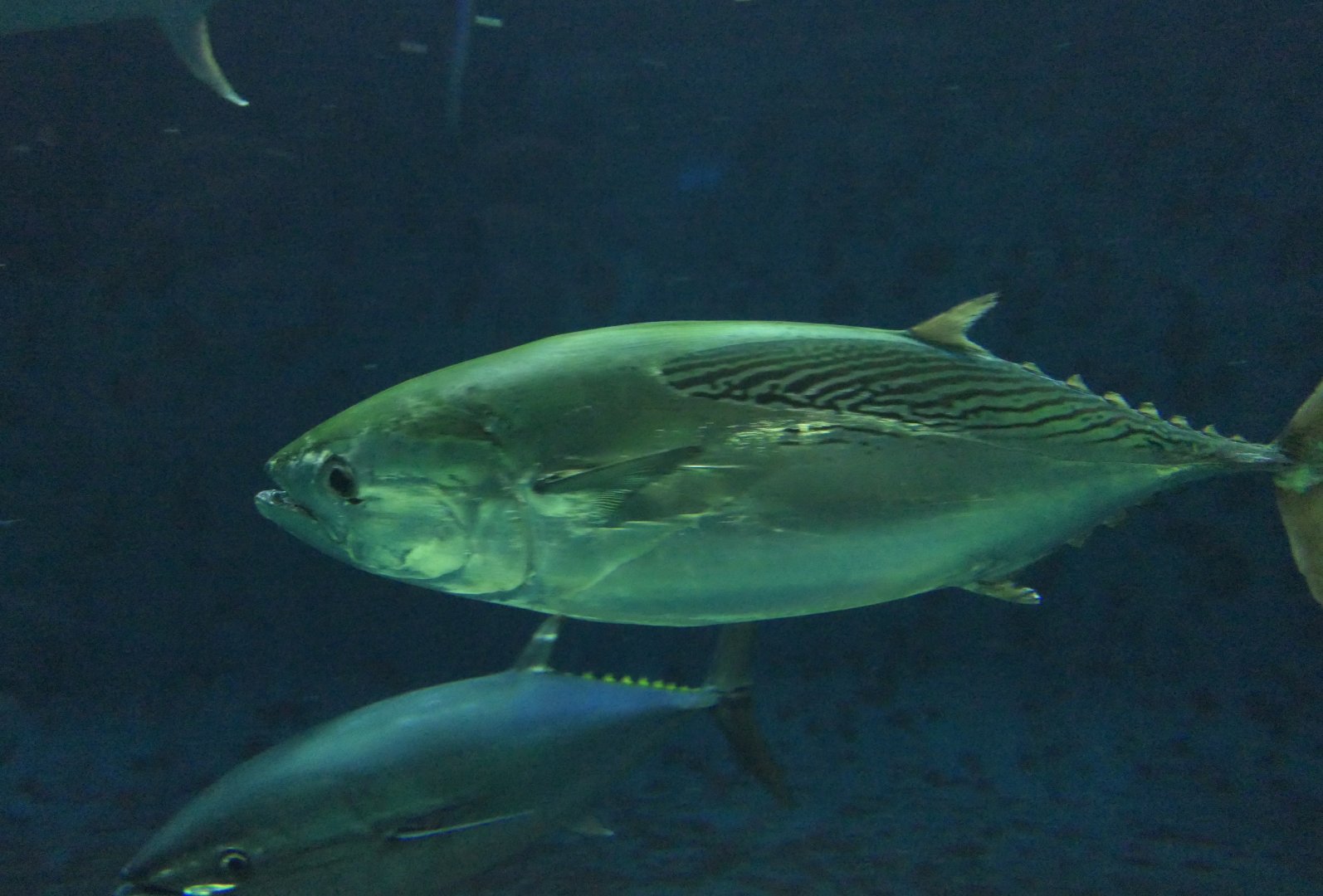 Kawakawa (Euthynnus affinis)