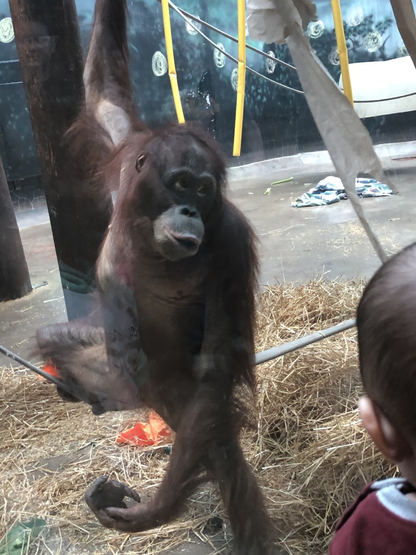"Kawan" the Bornean Orangutan