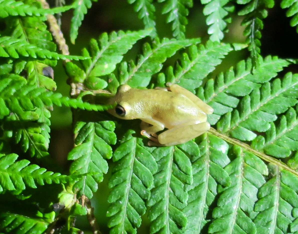 KawaZoo - African Frog ID?