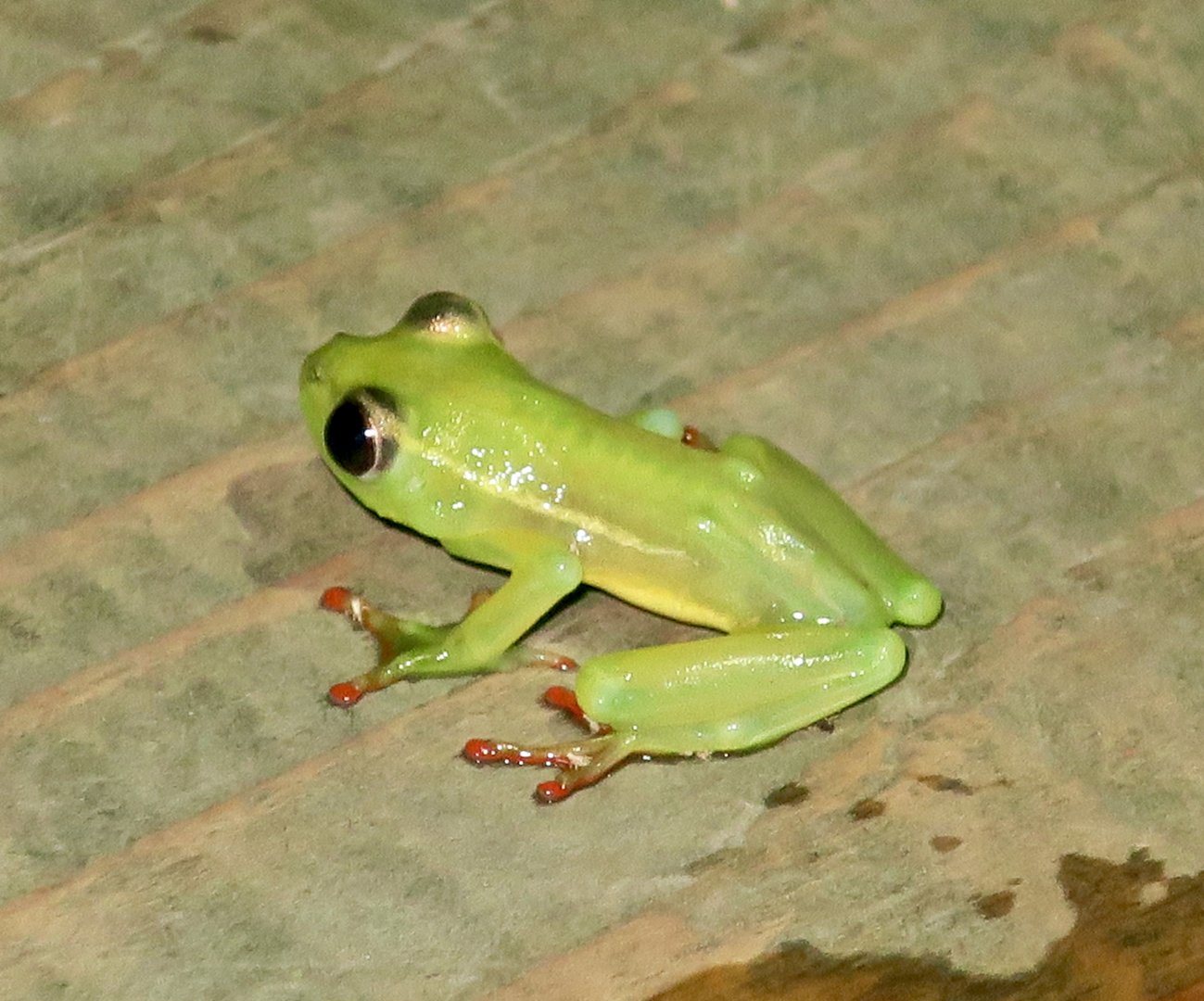 KawaZoo - African Frog ID?