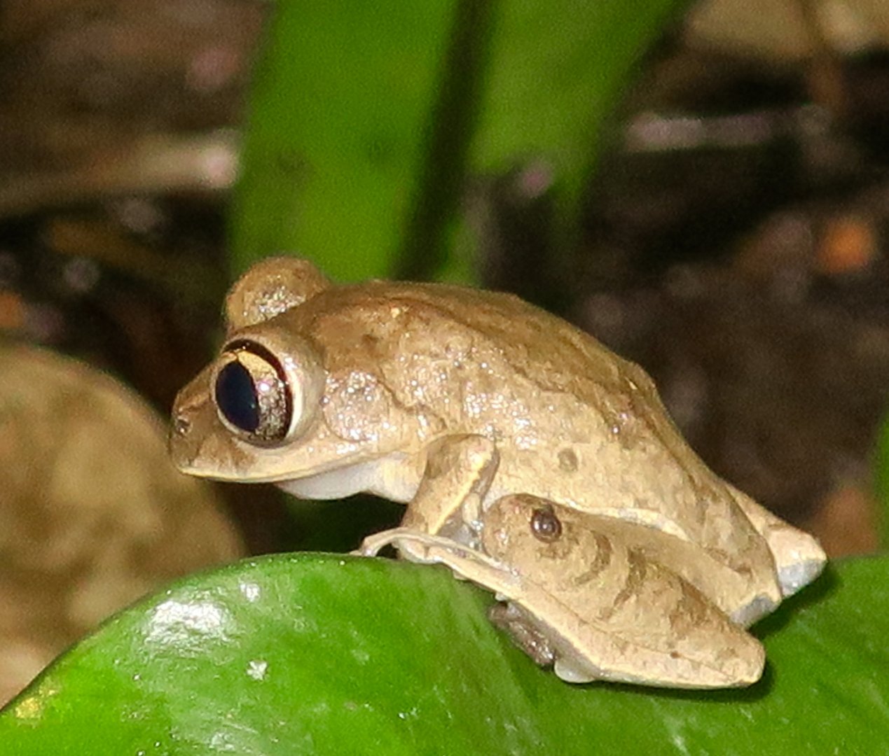 KawaZoo - African Frog ID?