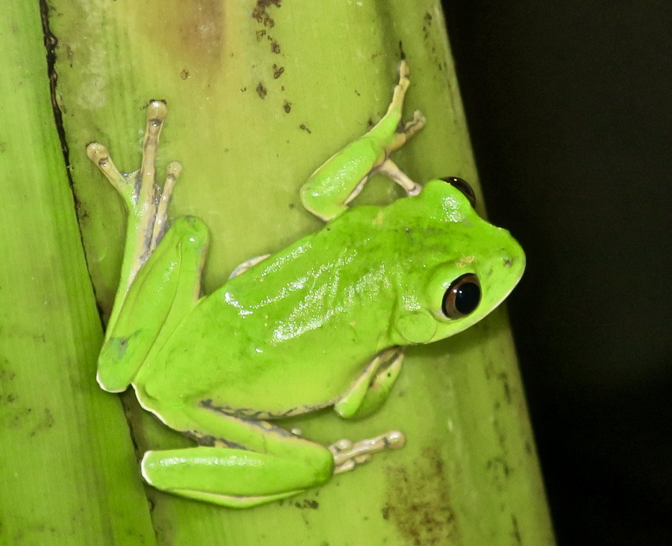 KawaZoo - African Frog ID?