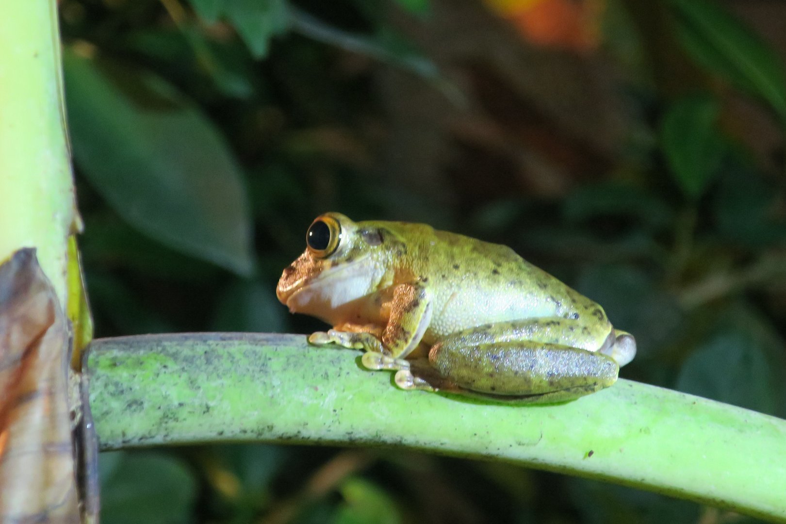 KawaZoo - African Frog ID?