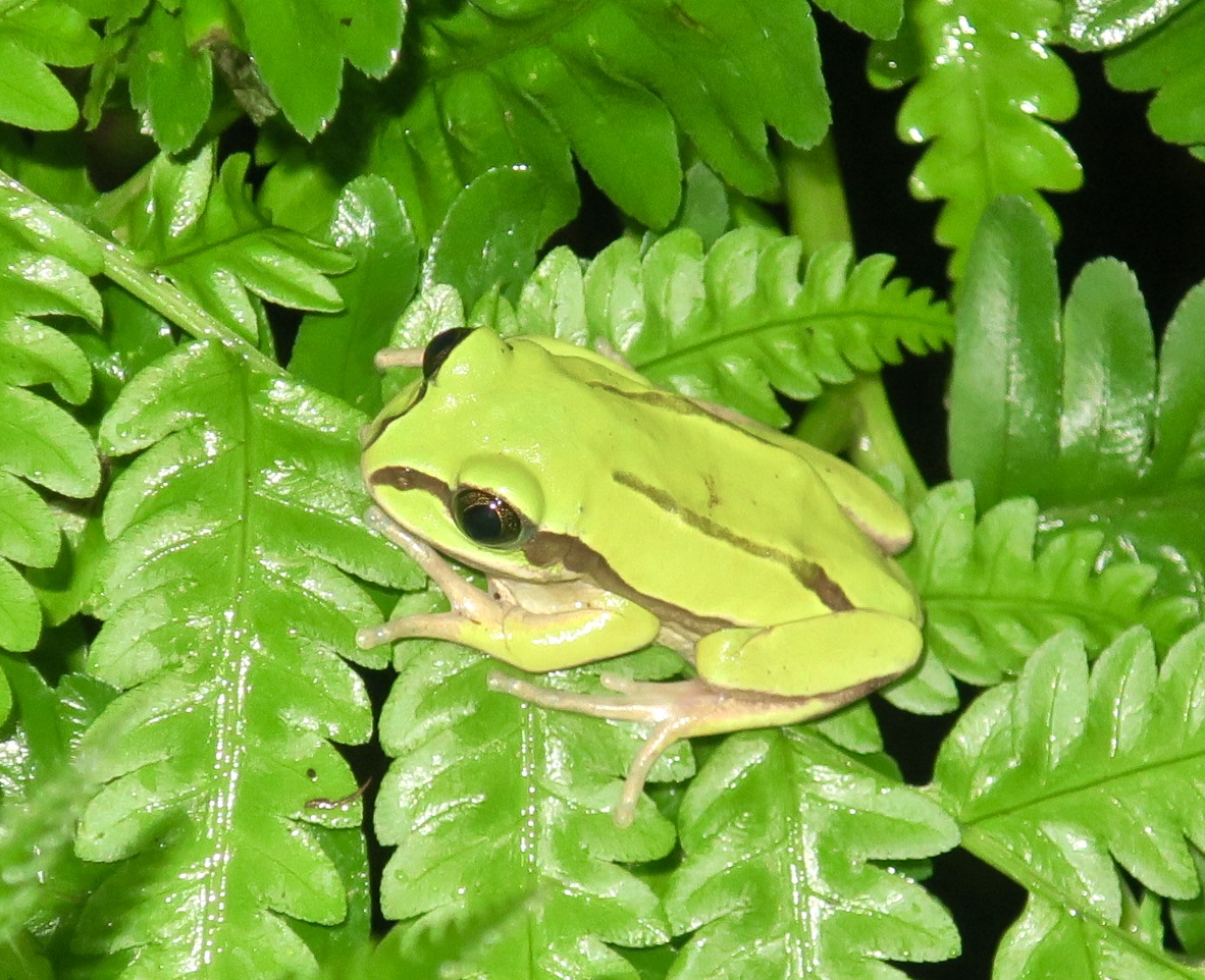 KawaZoo - African Frog ID?