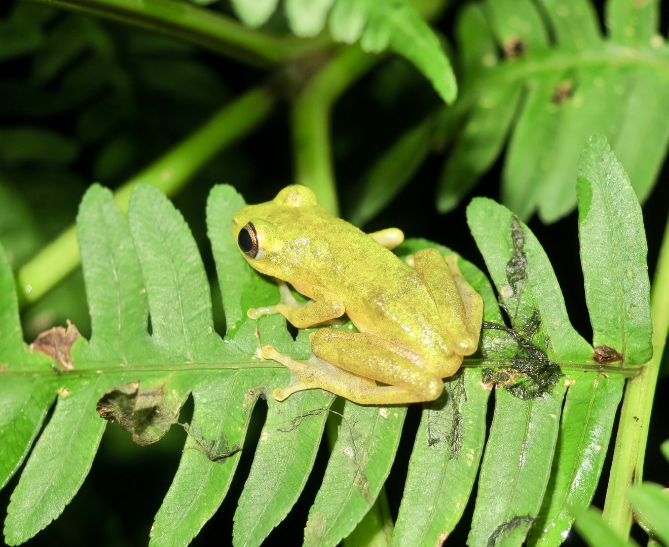 KawaZoo - African Frog ID?