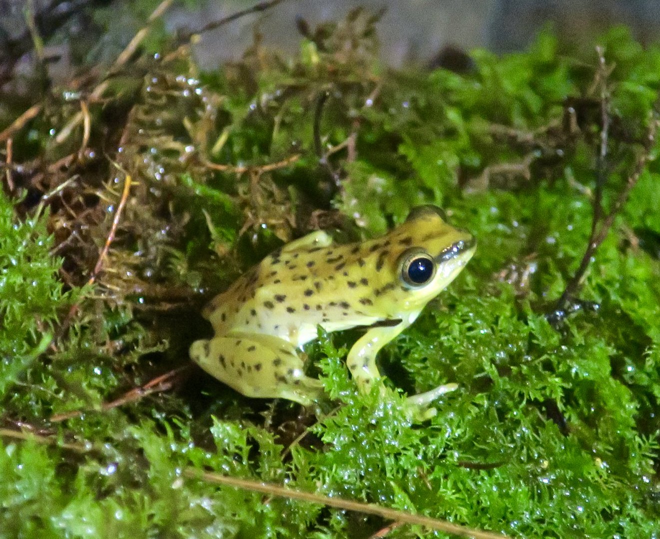 KawaZoo - African Frog ID?