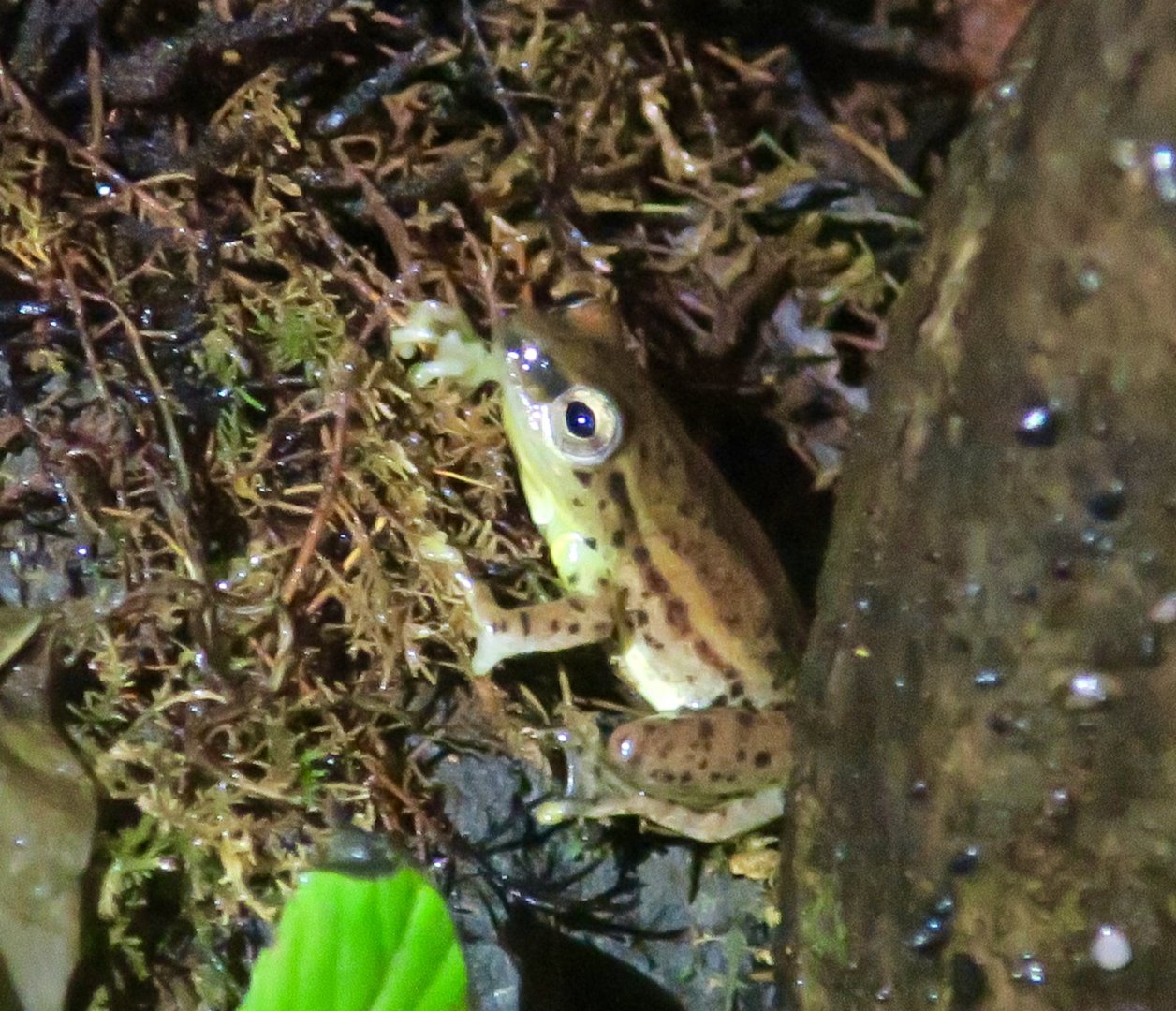 KawaZoo - African Frog ID?