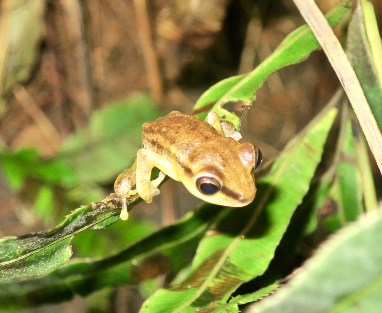 KawaZoo - African Frog ID?