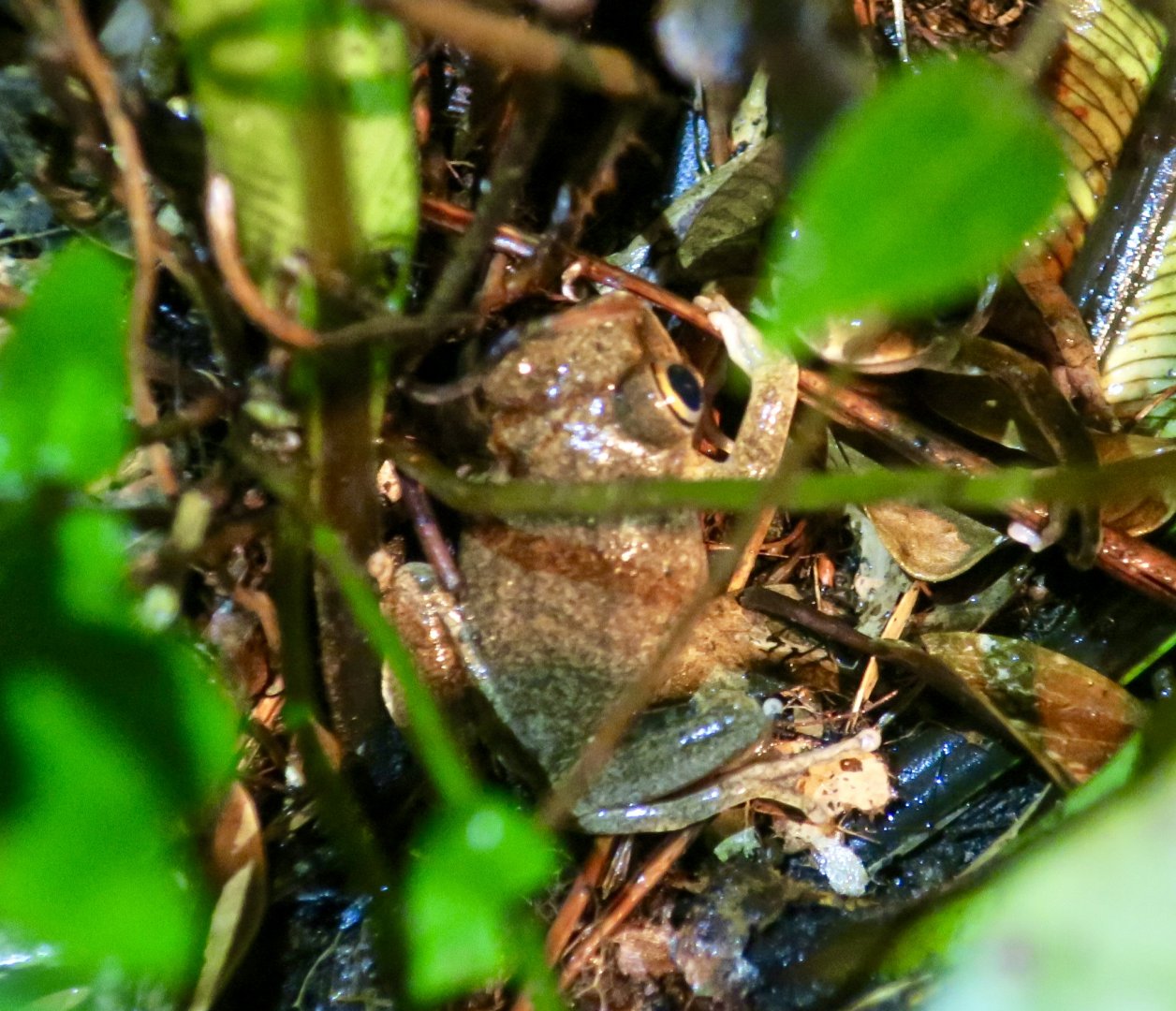 KawaZoo - African Frog ID?