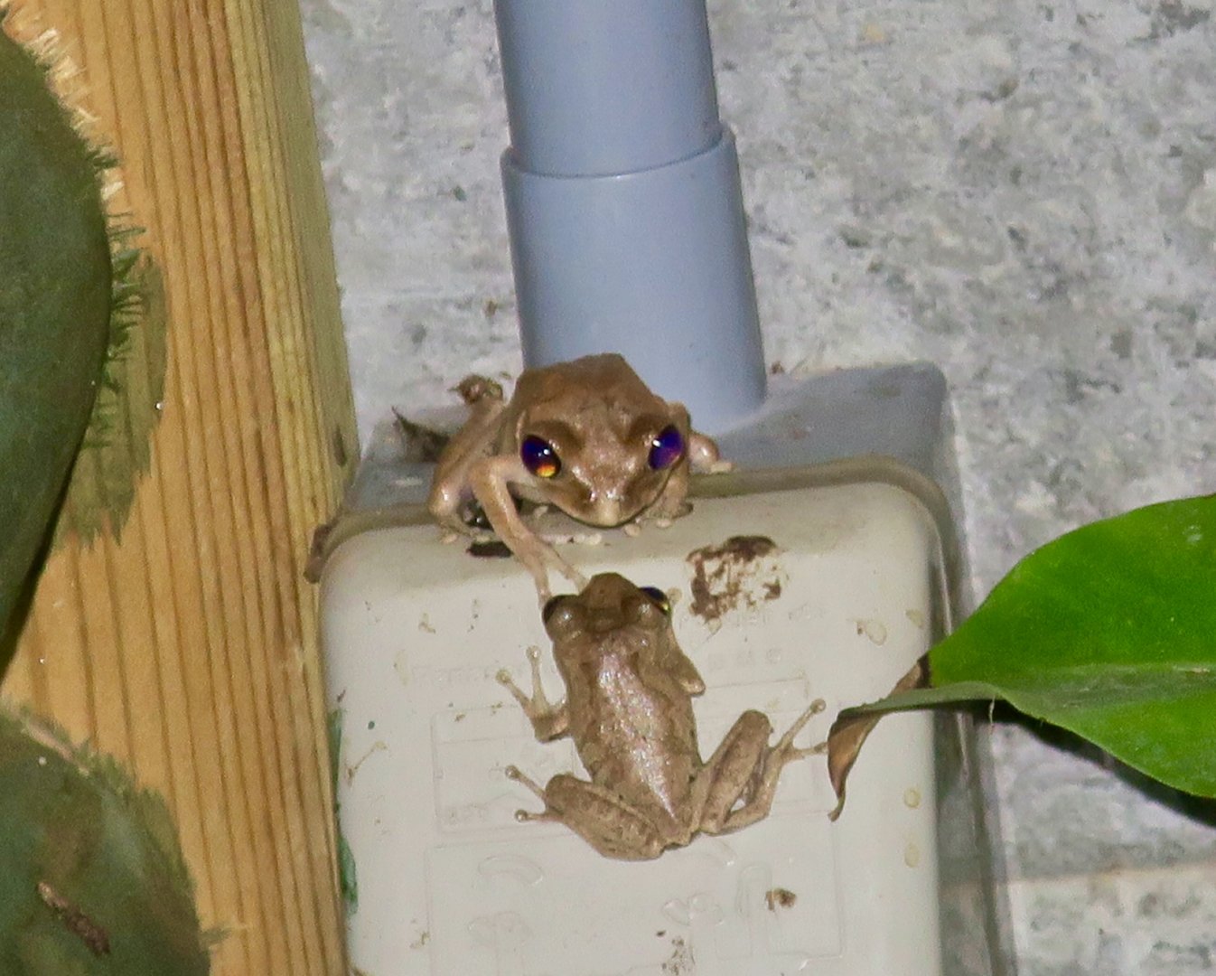 KawaZoo - African Frog ID?