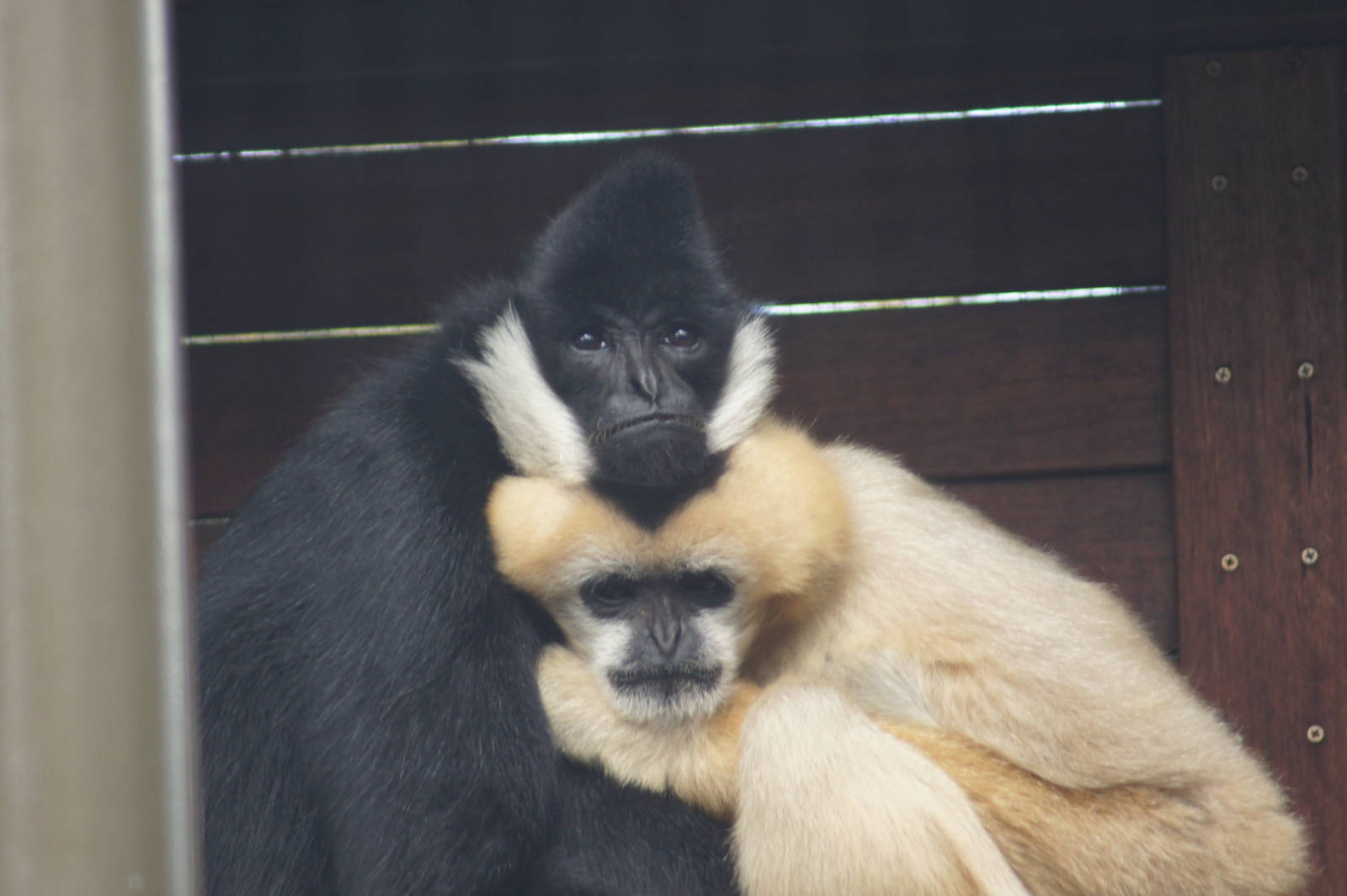 Kayak (left) and Nelly (right)
