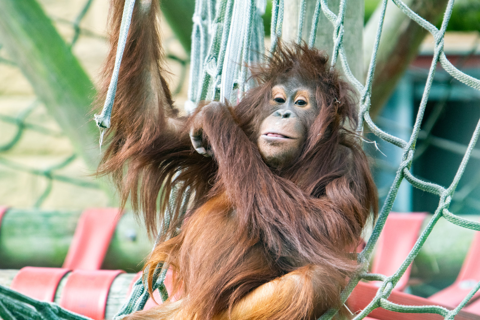 Kayan - Bornean Orangutan