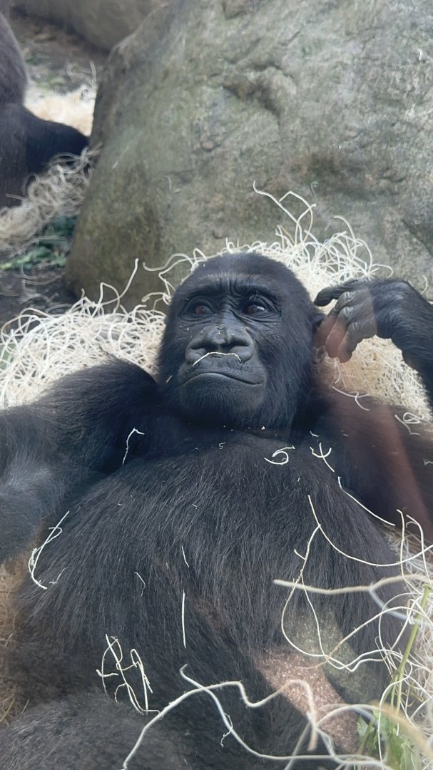 Kayembe, the young male Western Lowland Gorilla at the Cleveland Metroparks Zoo.