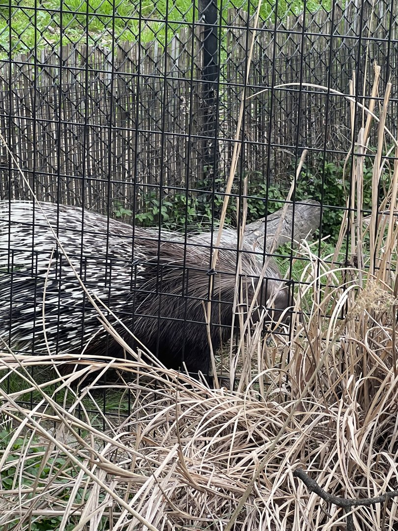 Kayin the African Cape Porcupine