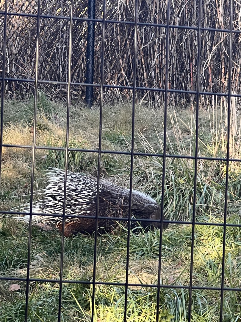 Kayin the male Cape porcupine