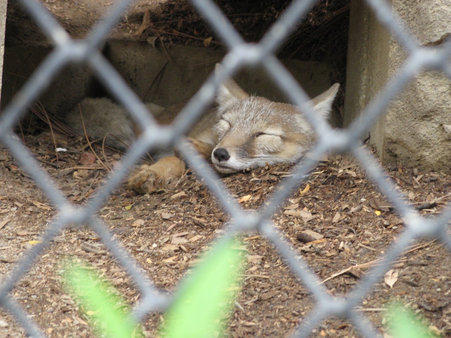 Kazakhstan Corsac Fox (2008)