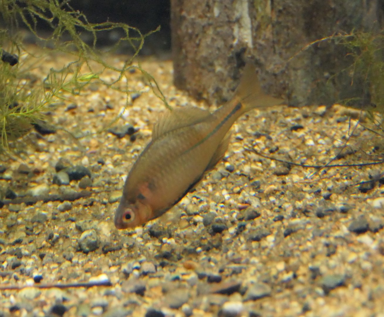 Kazetoge-tanago (Rhodeus smithii smithii) - Lake Biwa Museum