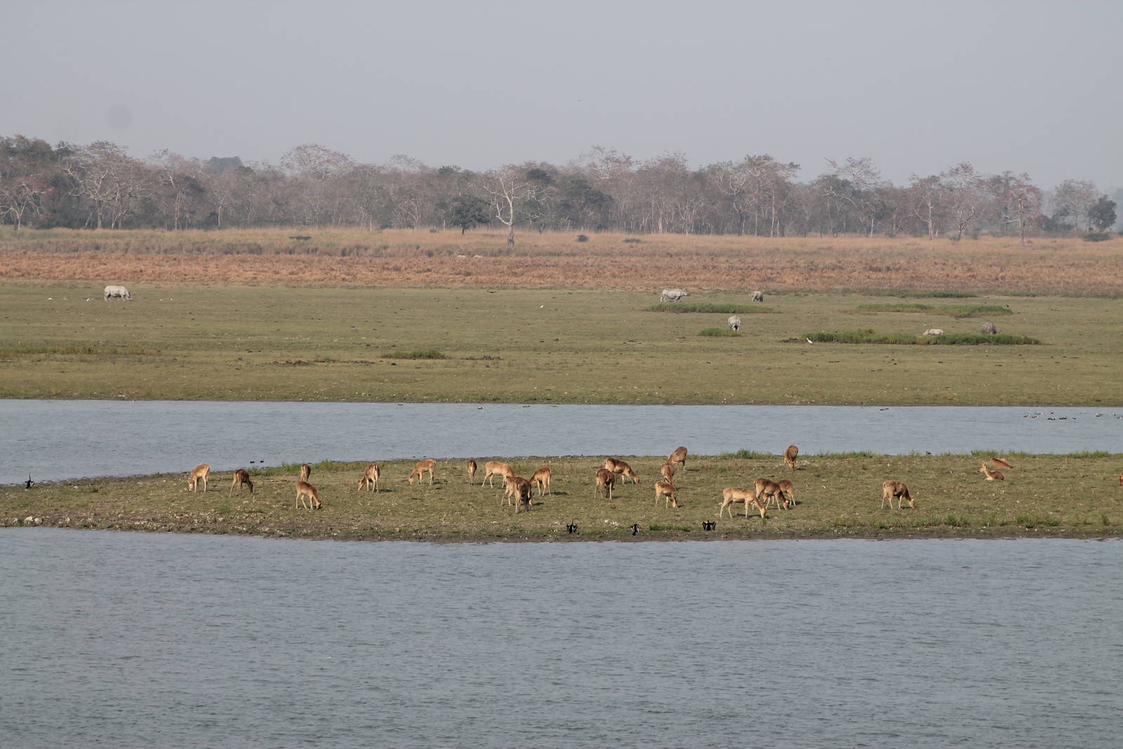 Kaziranga National Park