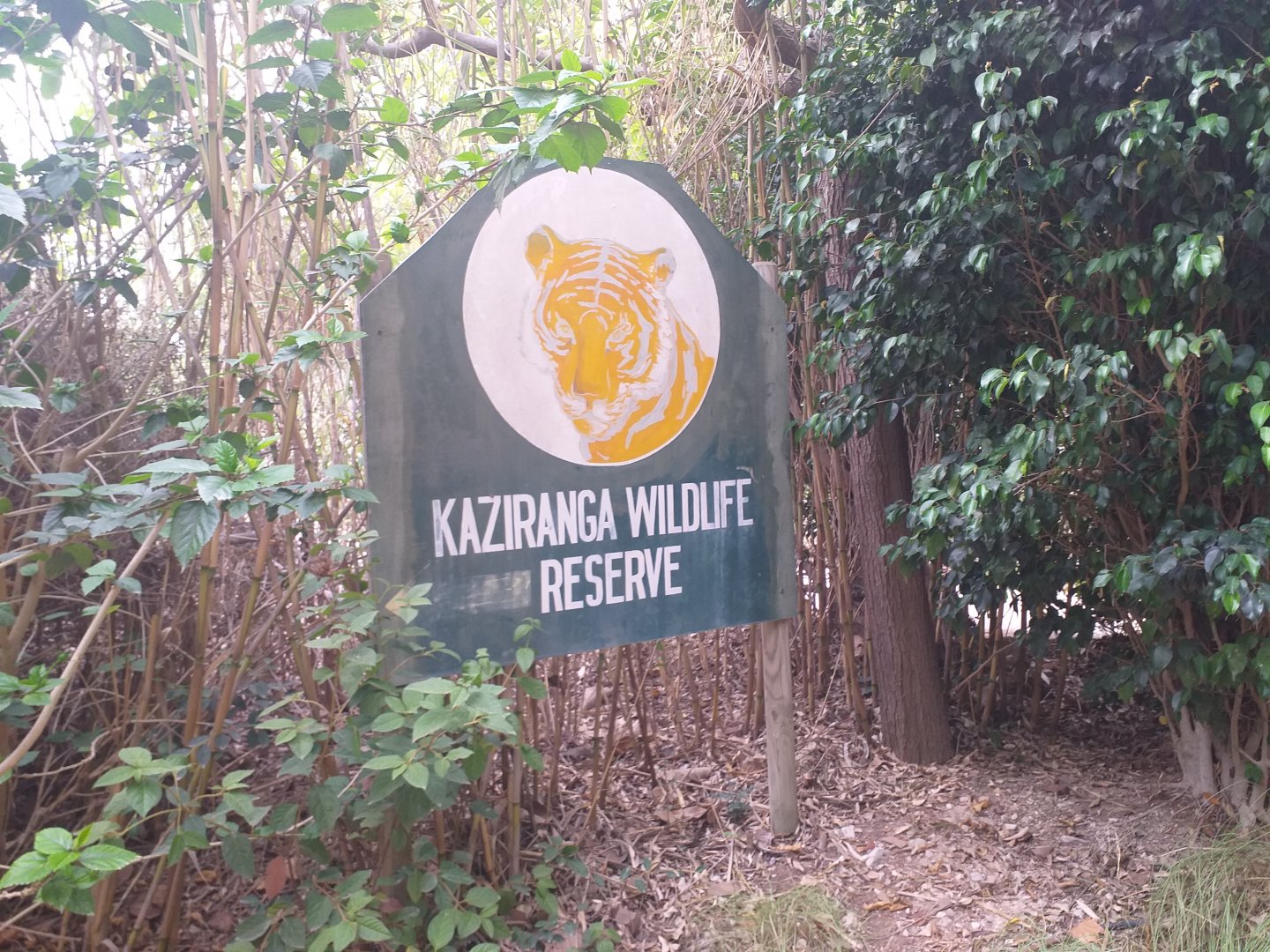 Kaziranga Wildlife Reserve themeing -TerraNatura Benidorm (2021)
