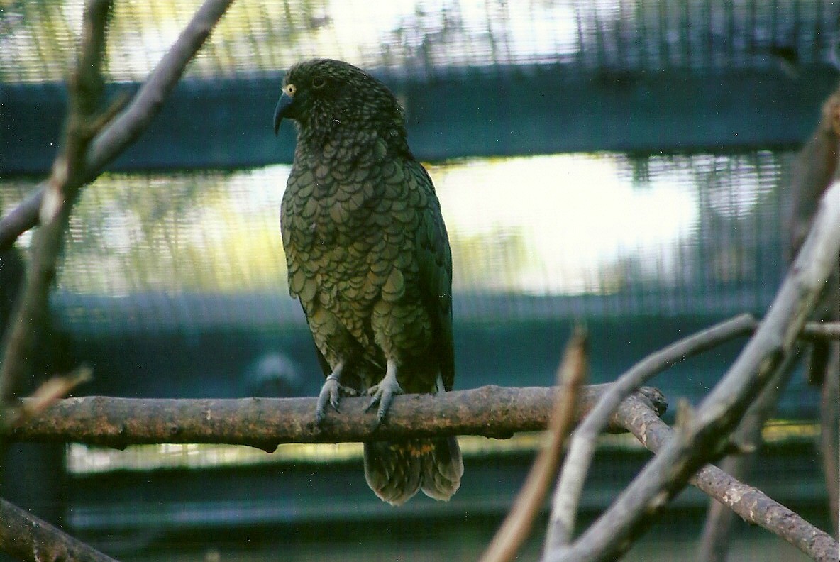 Kea 13th September 2012