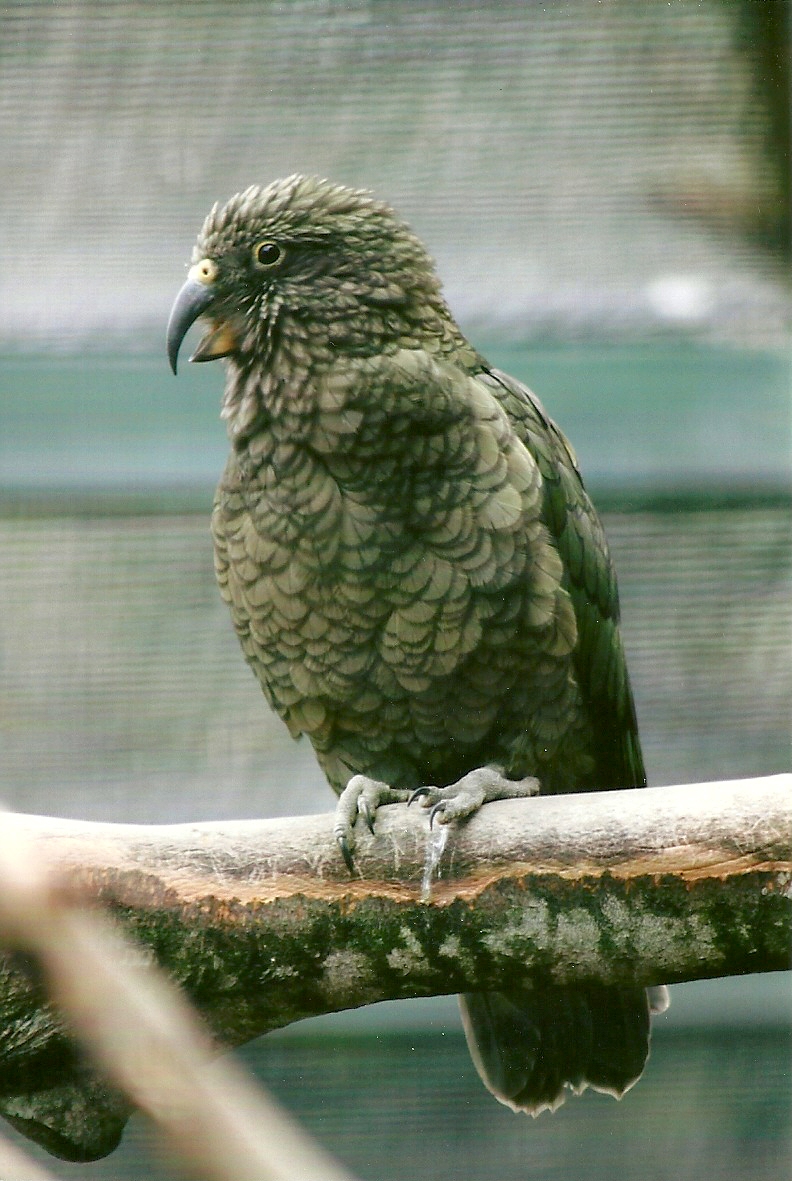 Kea 13th September 2012