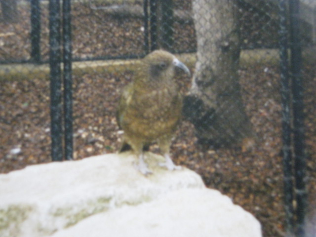 Kea 1990.