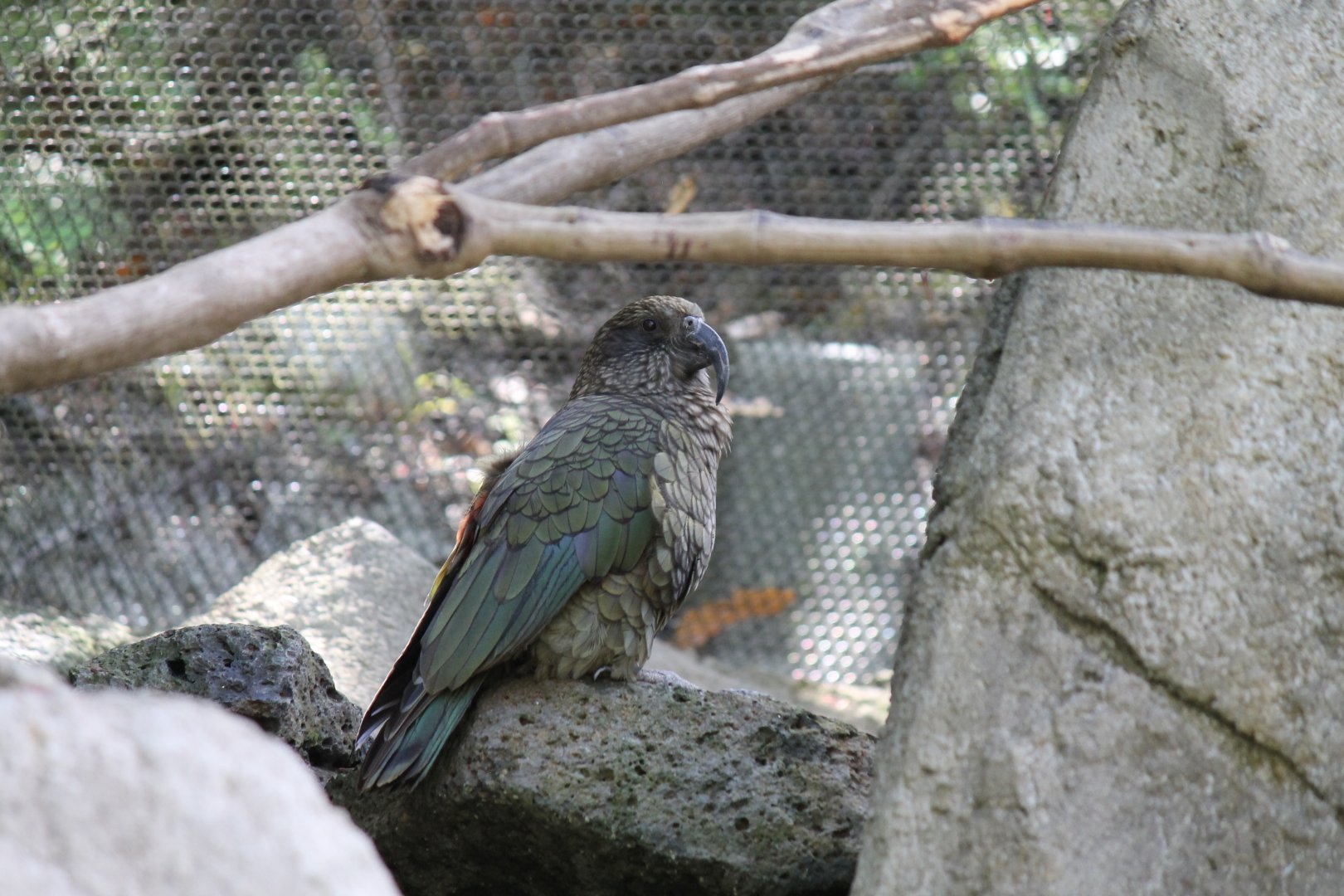 Kea (2012)
