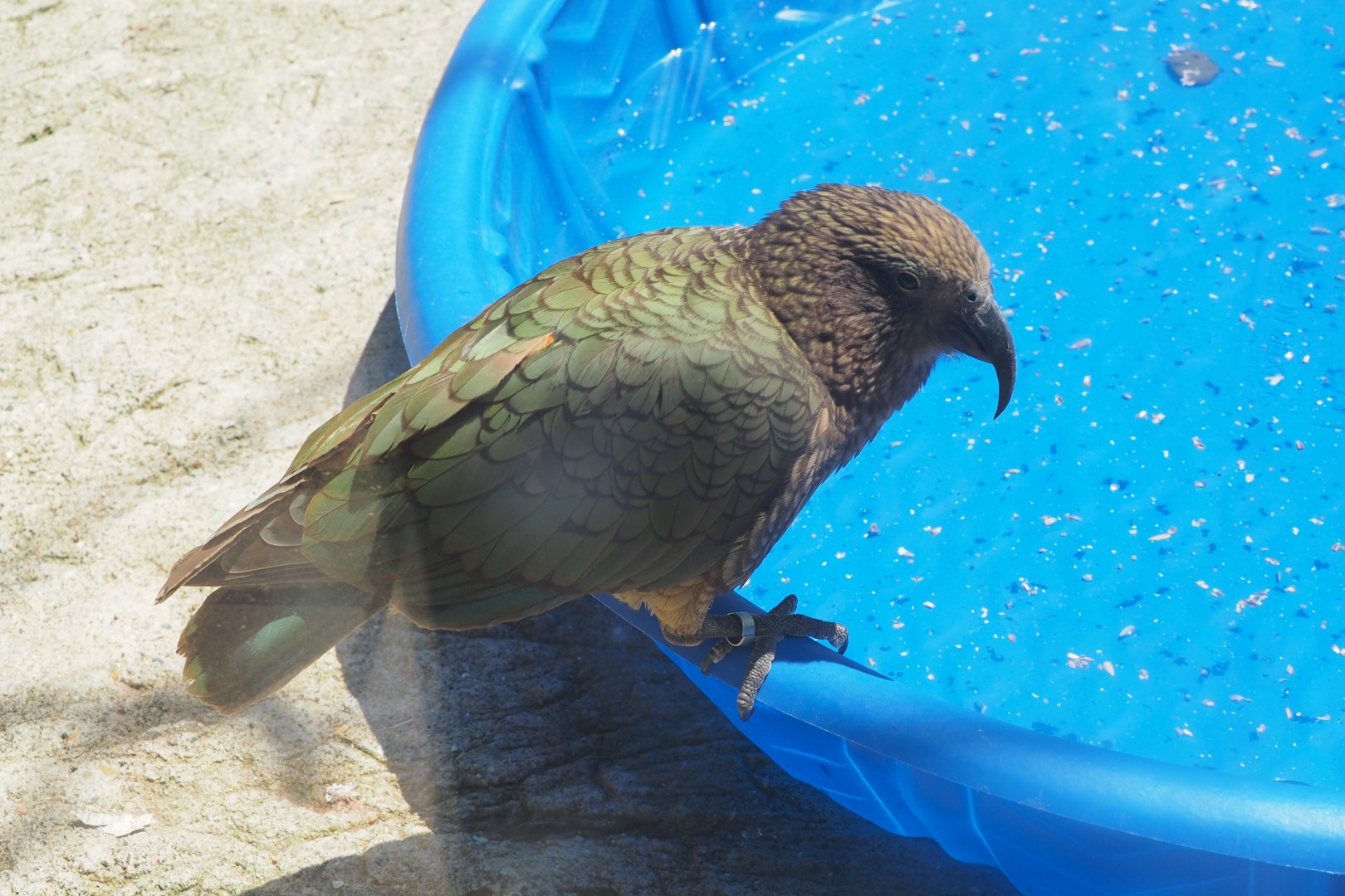 Kea, 2017