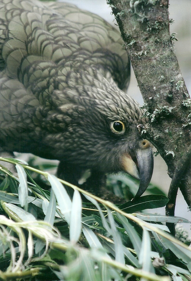 Kea, 26th September 2013