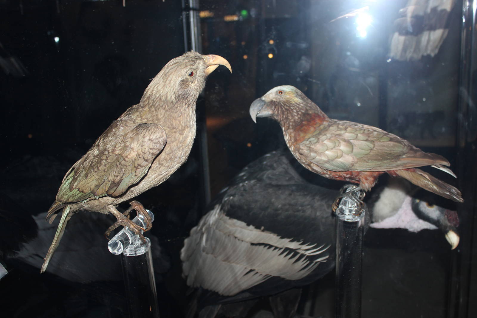 Kea and New Zealand kaka (Taxidermy)