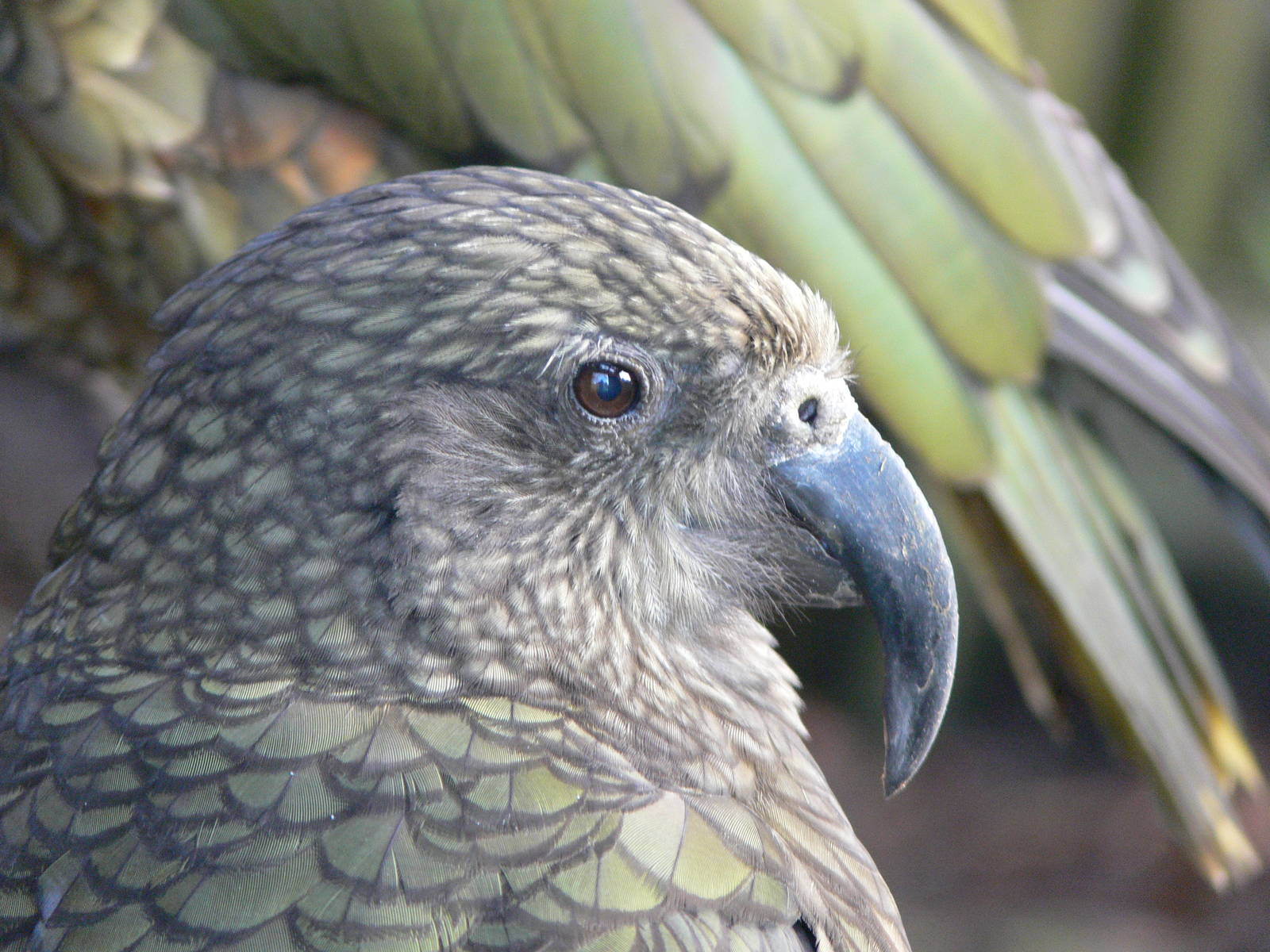Kea at Blackpool Zoo, 09/12/12