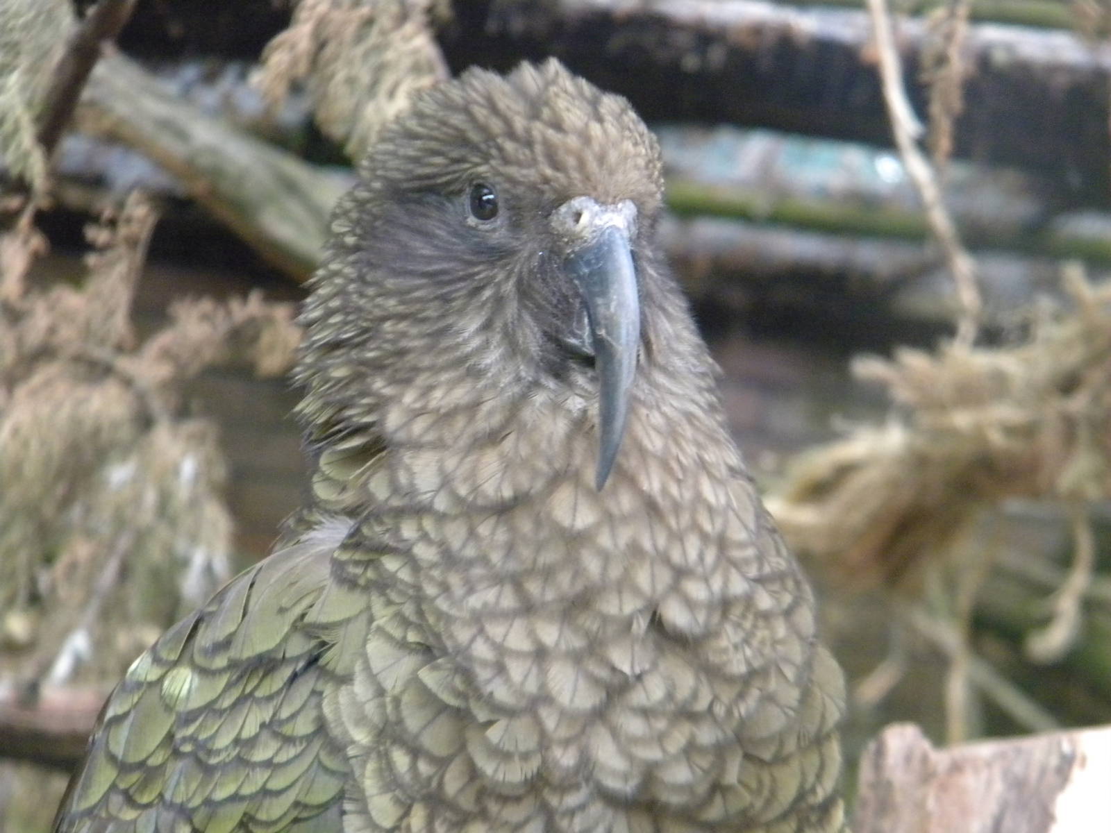 Kea at Blackpool Zoo 12/06/11