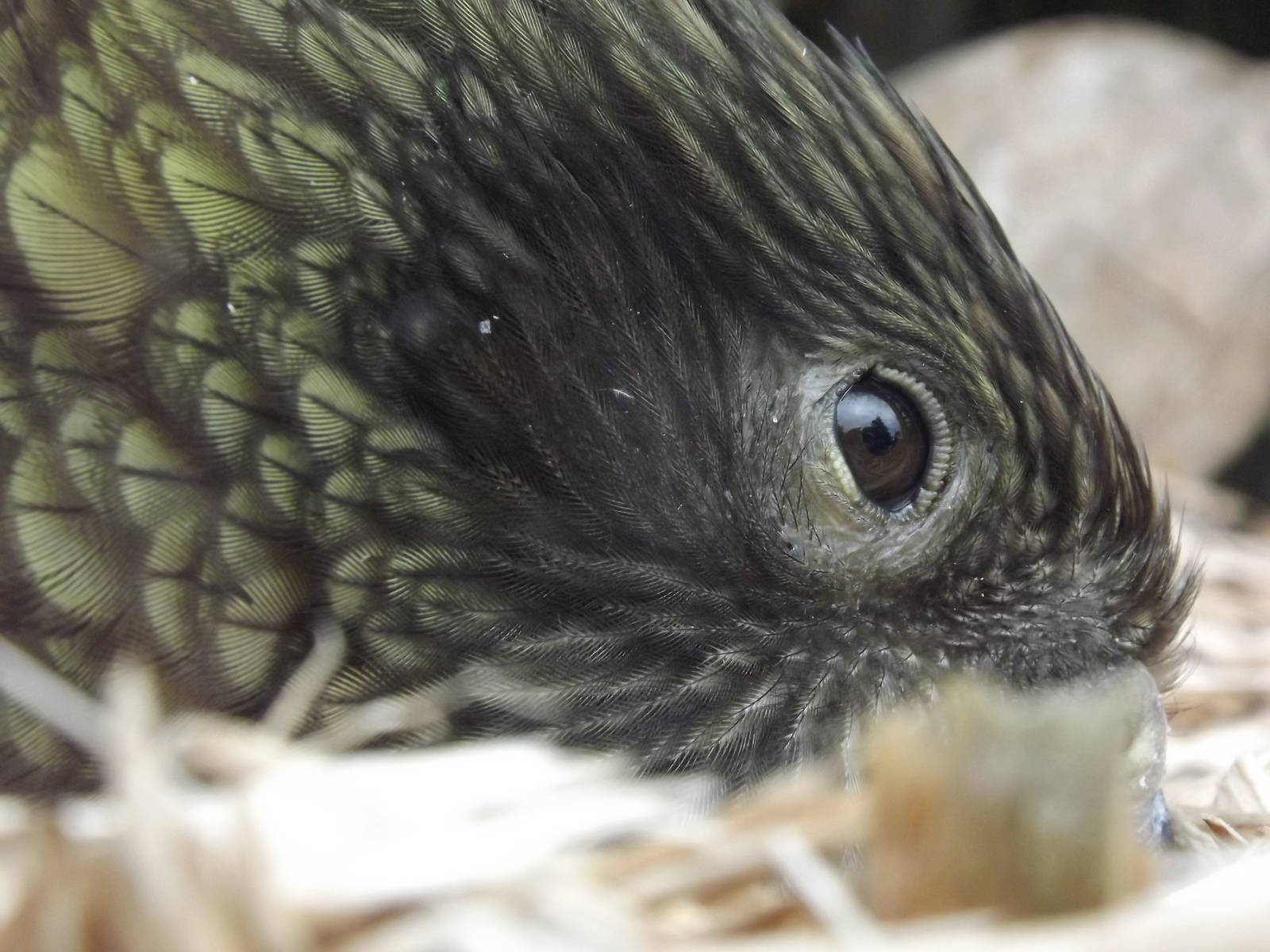 Kea at Blackpool zoo 16/10/11