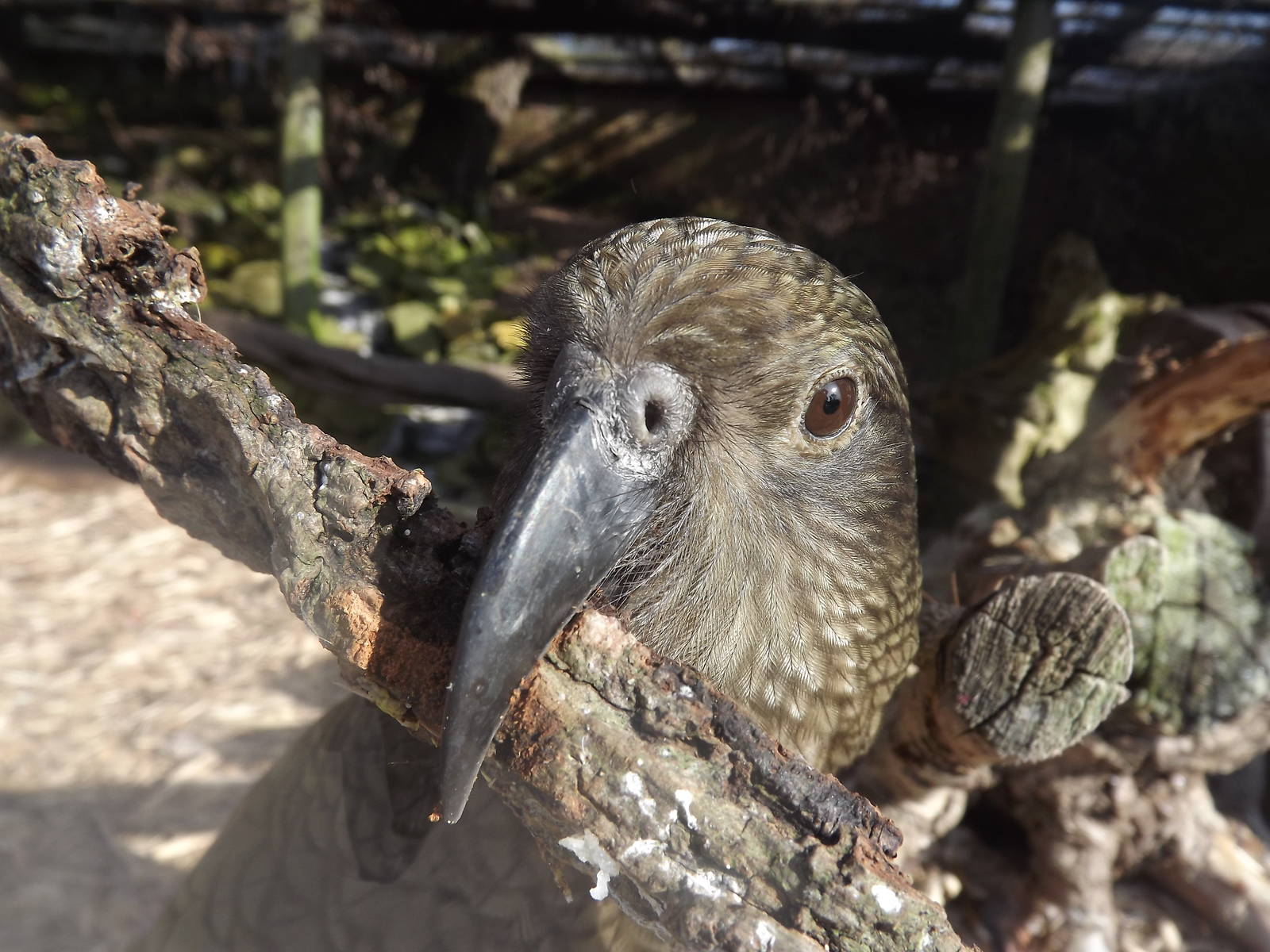 Kea at Blackpool Zoo 25/03/12
