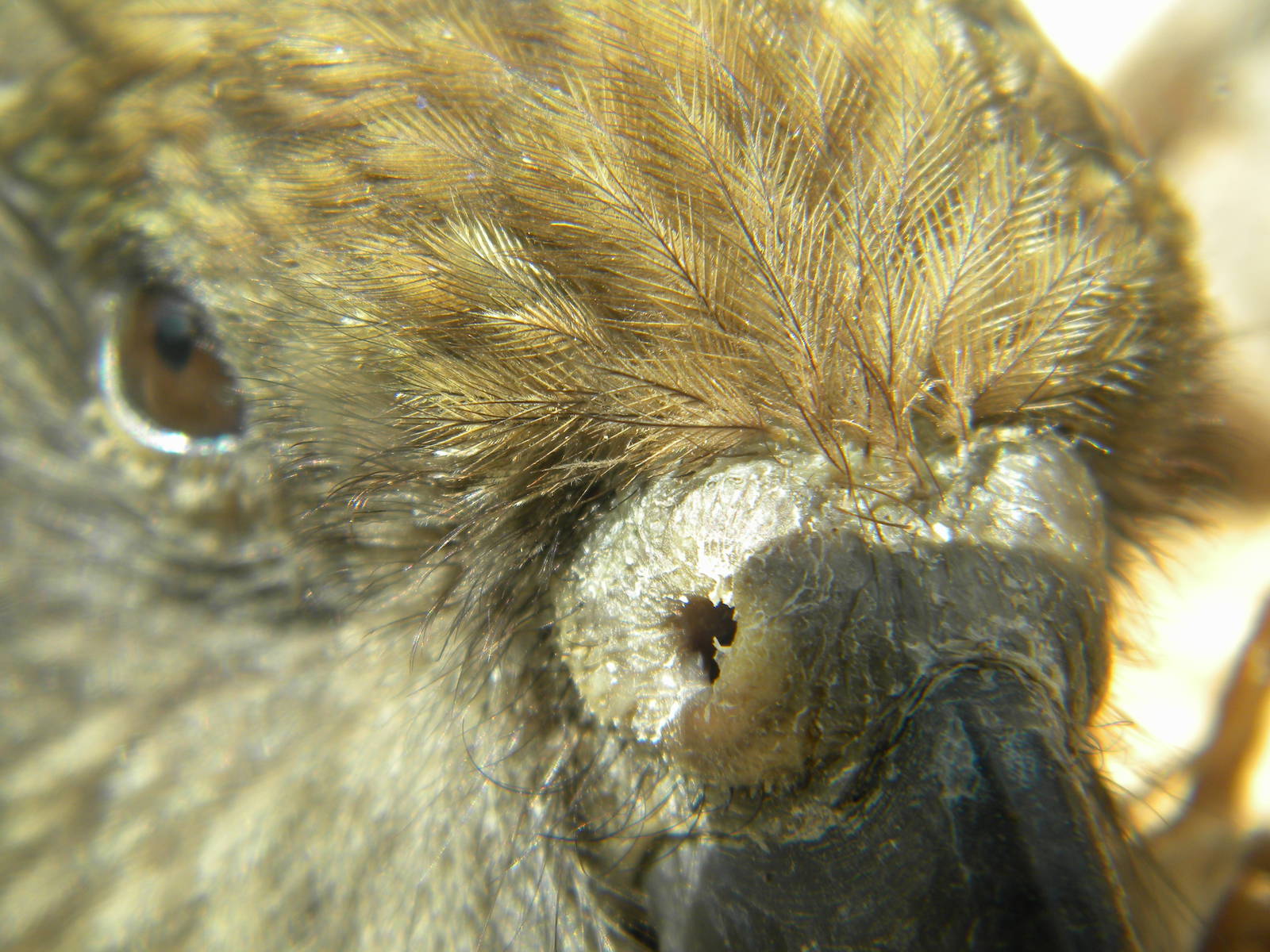 Kea at Blackpool Zoo 26/06/11