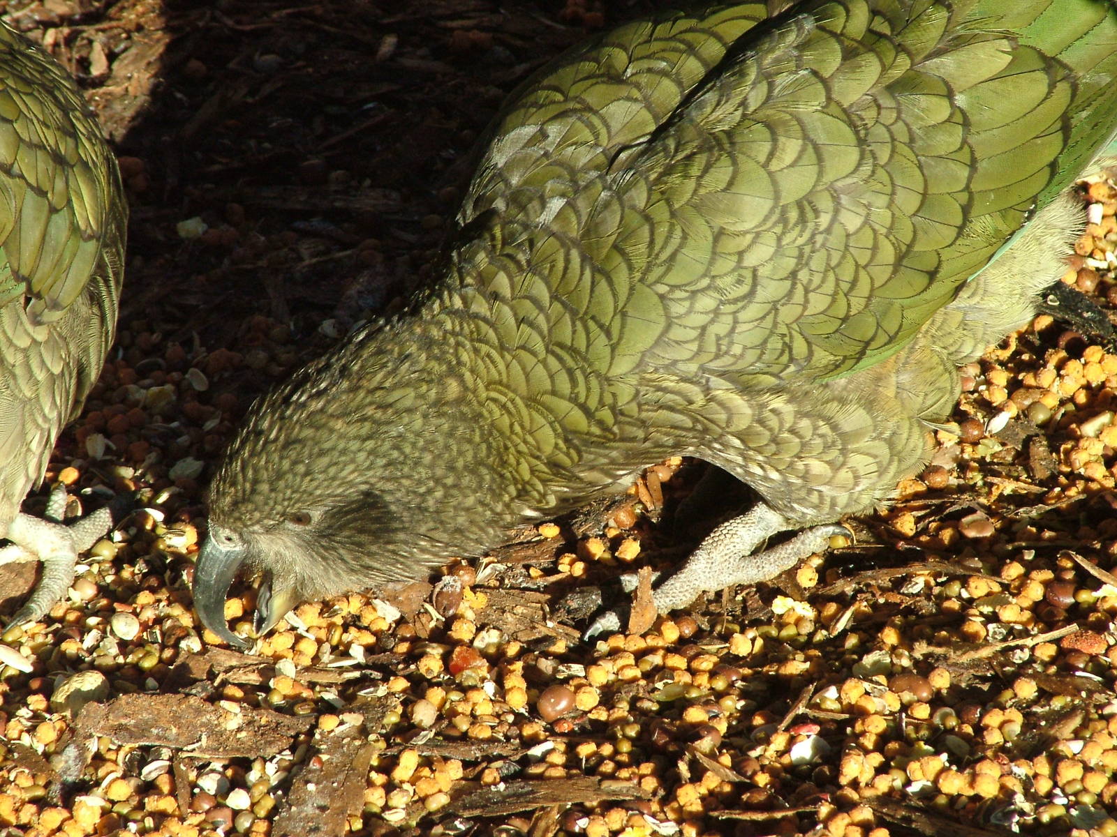 Kea at Bristol 19/12/09