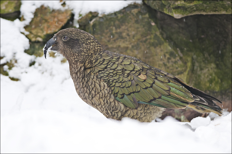 Kea at Münster