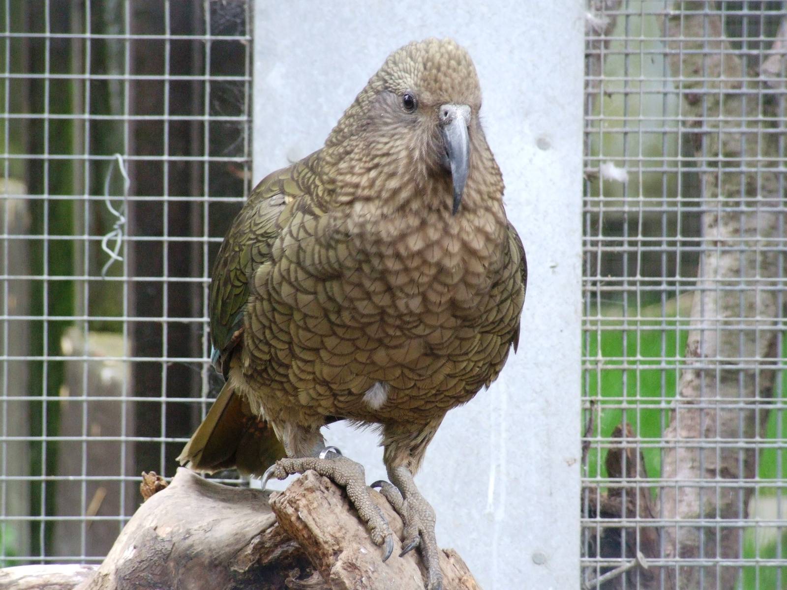 Kea at Tropical Birdland, 18/05/13