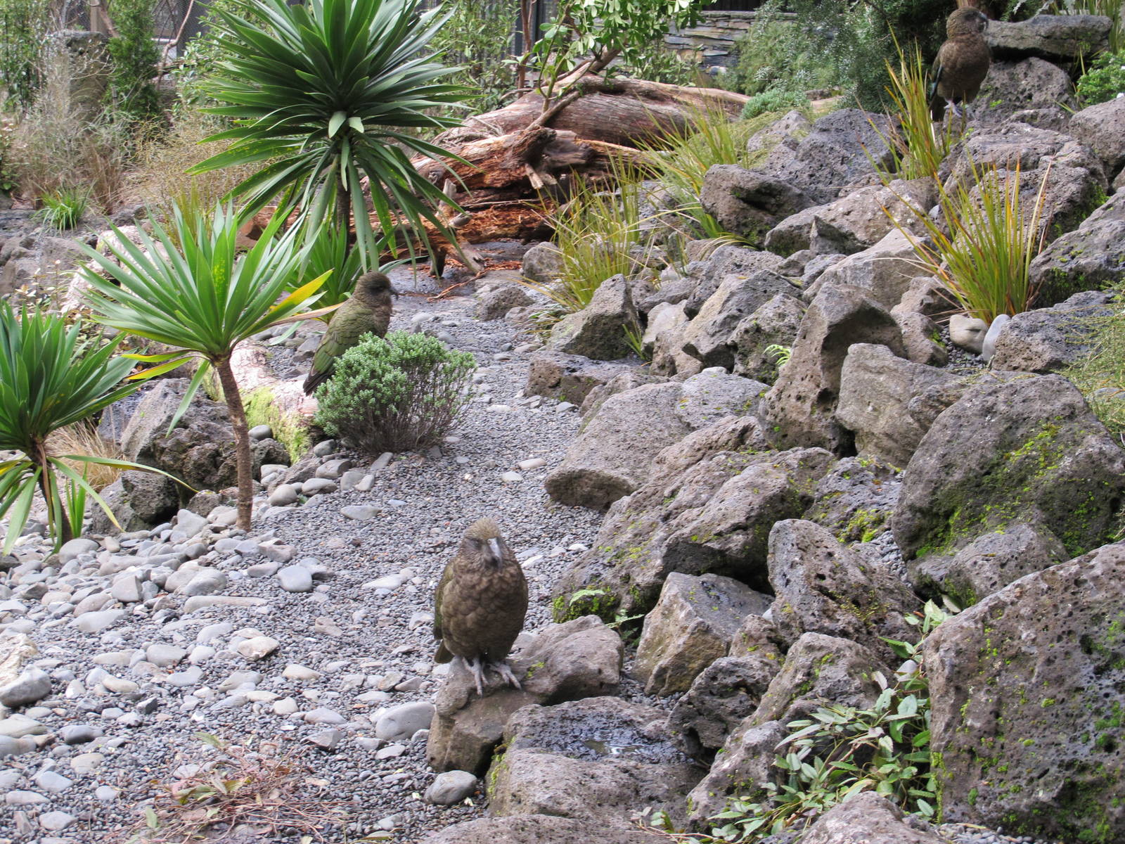 Kea - Auckland Zoo 2013