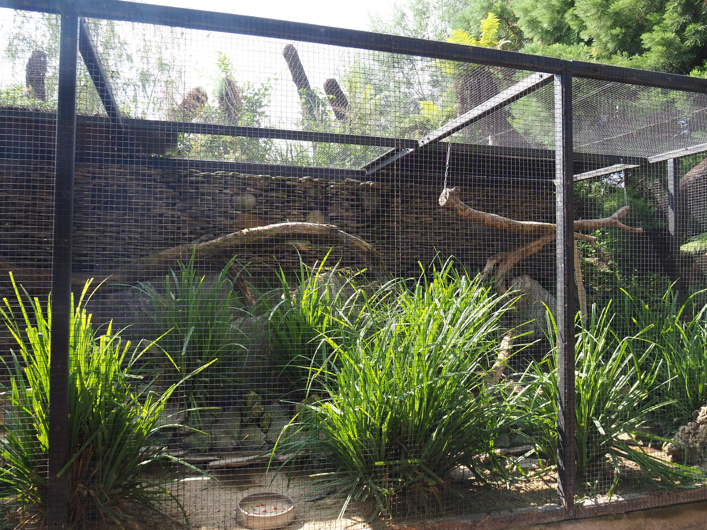 Kea aviary, 2020-09-02