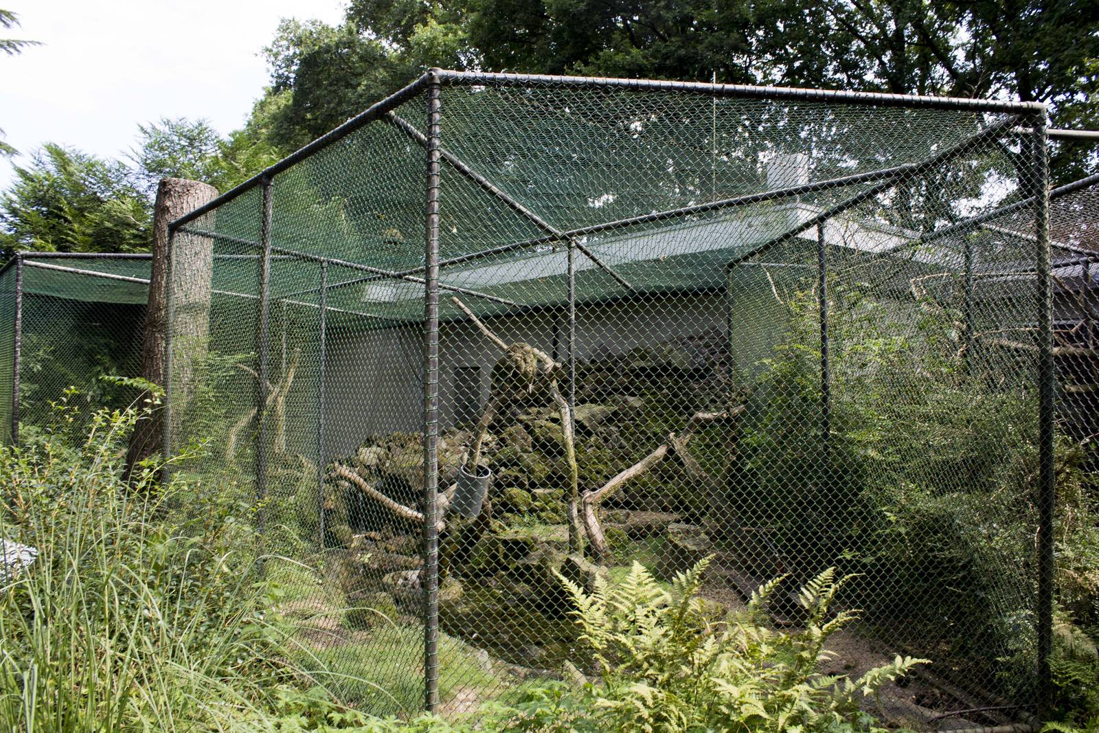 Kea aviary (August 2nd, 2015)