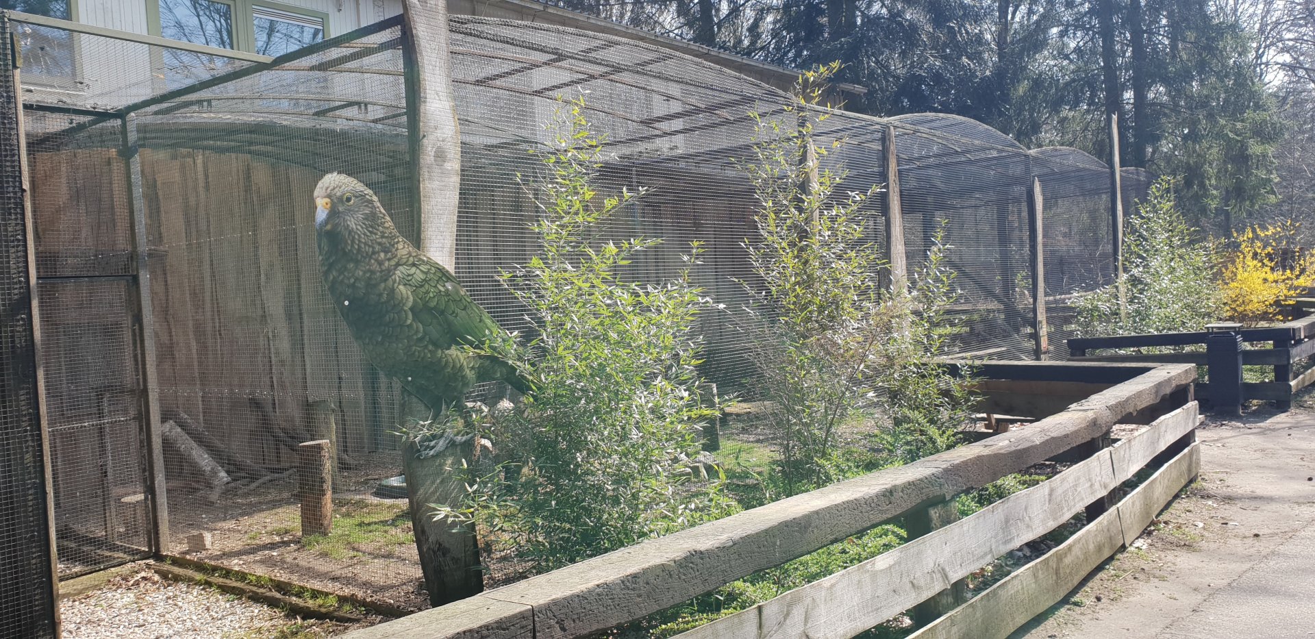 Kea-aviary - former Serval enclosure