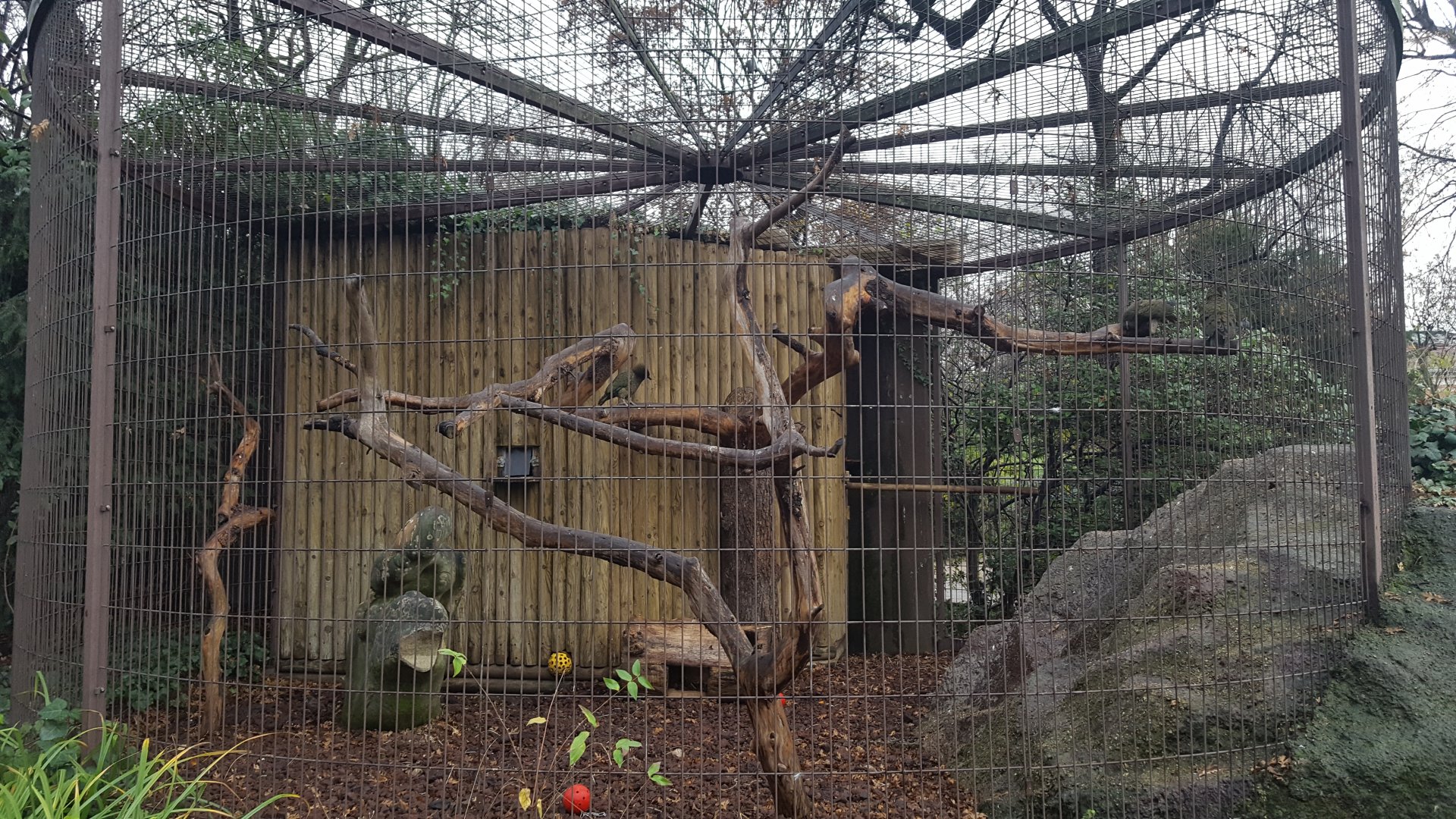 kea aviary