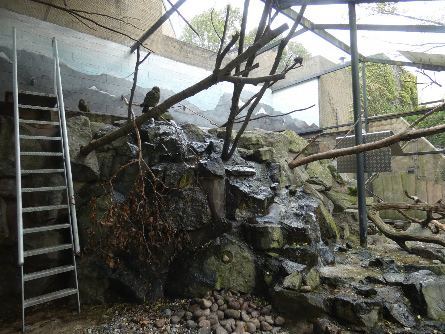Kea aviary