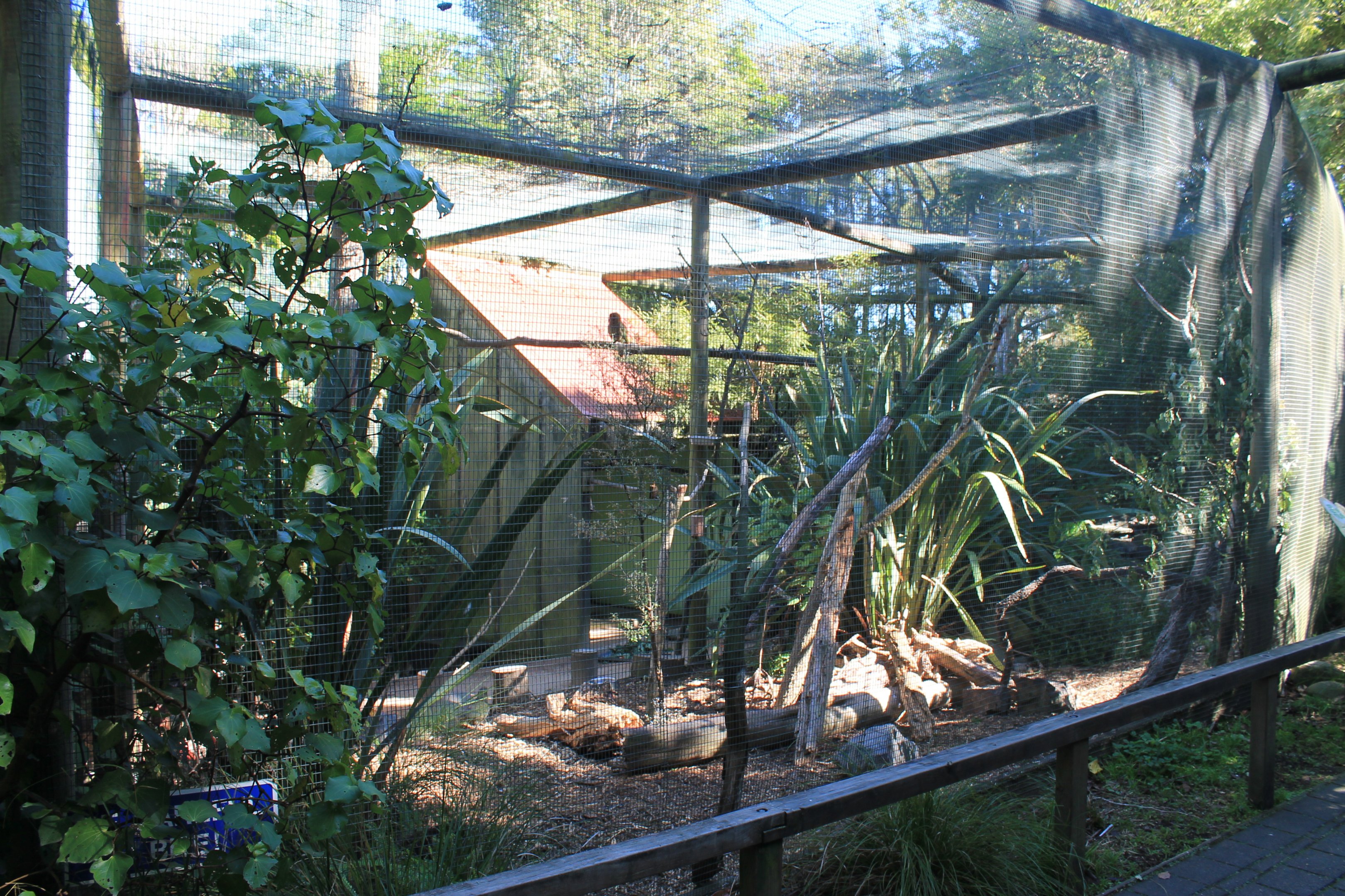 Kea aviary