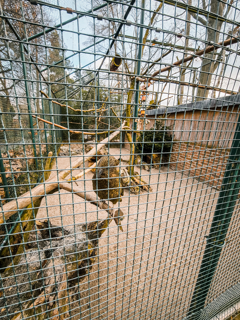 Kea aviary