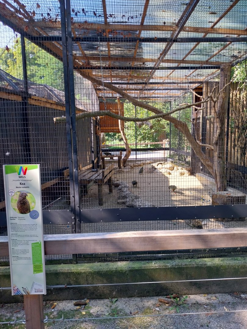 Kea aviary