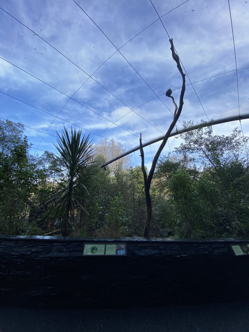 Kea Aviary