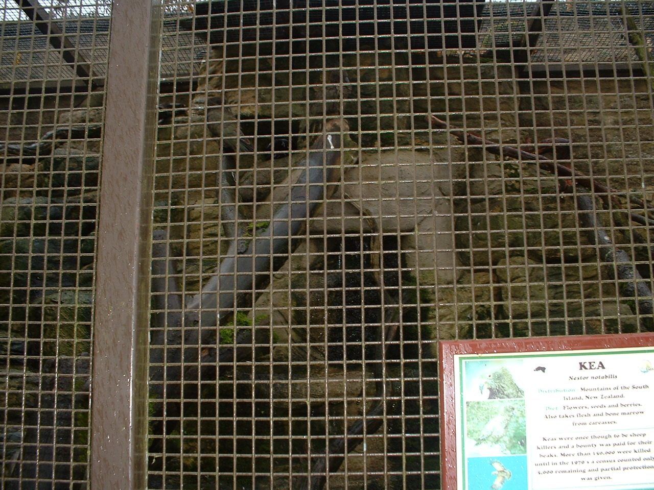Kea Aviary
