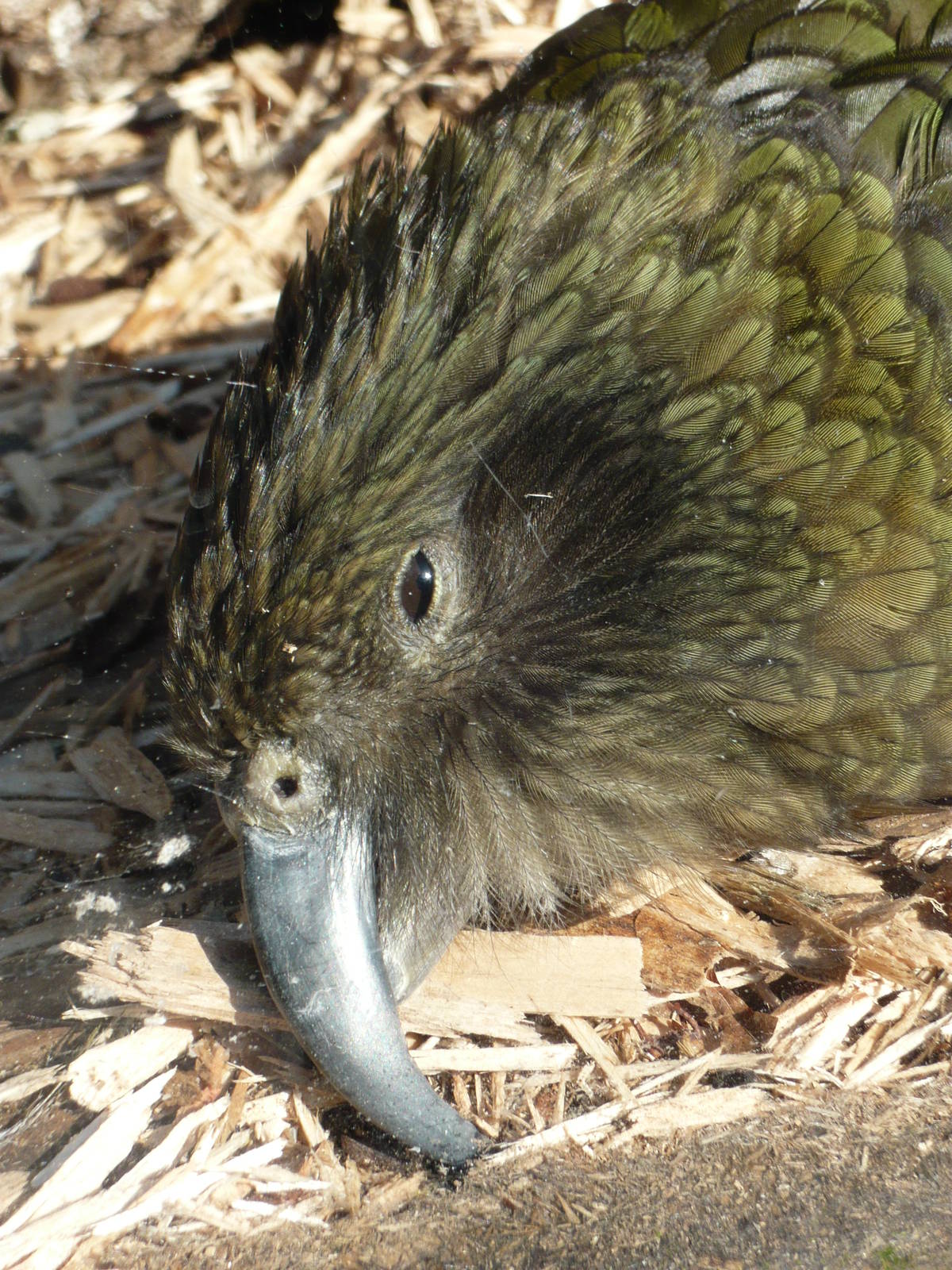 Kea - Blackpool Zoo 22/10/11
